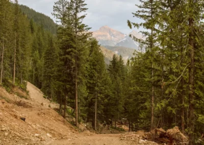 Mount griffin Forest